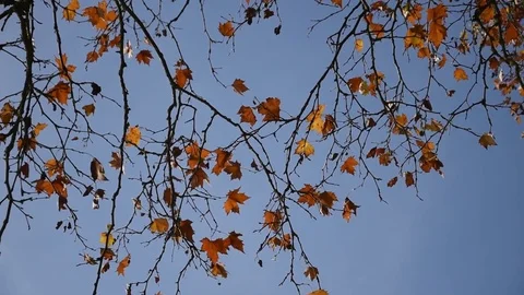 Autumn trees Stock Footage 82570968