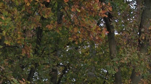 Autumn trees Stock Footage 82782383