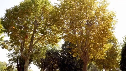 Autumn Trees Stock Footage 83841060