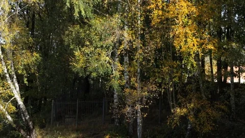 Autumn trees Video stock 85014164