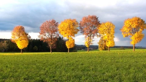 Autumn trees Vidéo 85685702
