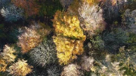 Autumn Trees Stock Footage 88355591