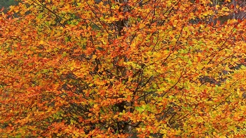 Autumn Trees Stock Footage 94870156