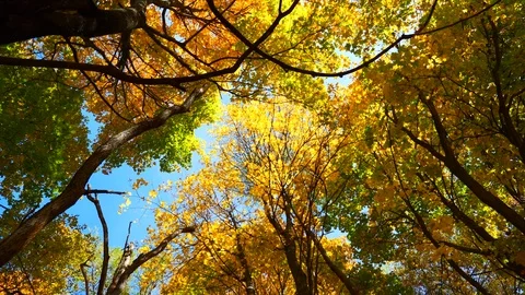 Autumn trees Stock Footage 97408125