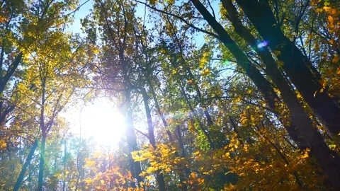 Autumn trees Stock Footage 97408539