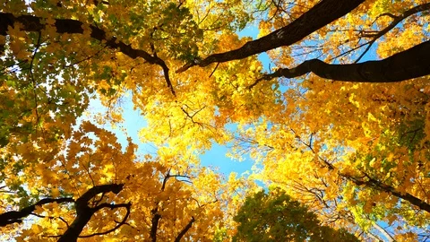 Autumn trees Stock Footage 97408697