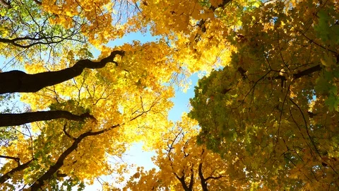 Autumn trees Stock Footage 97408731