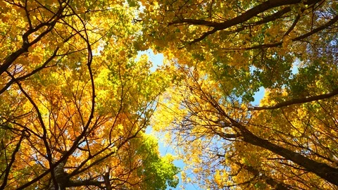 Autumn trees Stock Footage 97409073