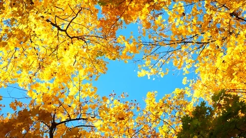 Autumn trees Stock Footage 97413512