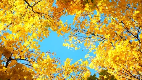Autumn trees Stock Footage 97413528