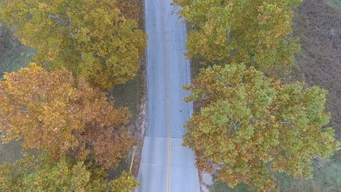 Autumn Trees Stock Footage 97960506