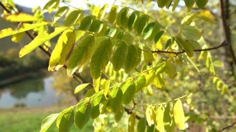 Autumn trees Video stock 120345524