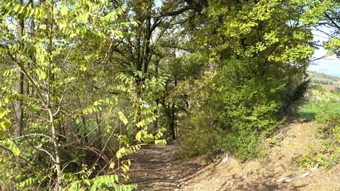 Autumn trees Video stock 120346055