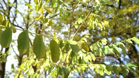 Autumn trees Video stock 120346721