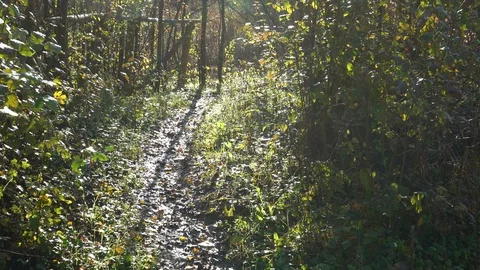 Autumn trees Video stock 120350245