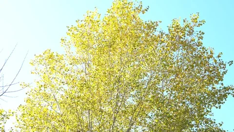 Autumn trees Video stock 120351995