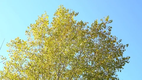 Autumn trees Video stock 120352001