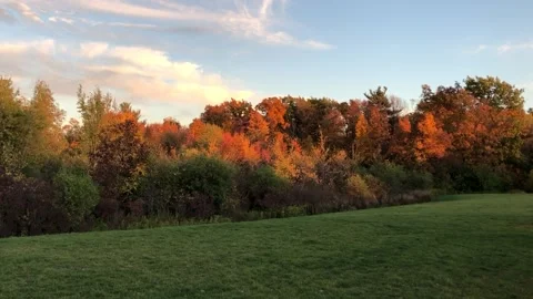 Autumn Trees Stock Footage 141093382