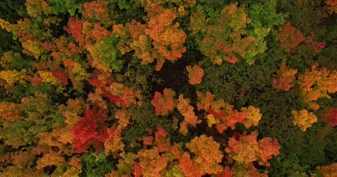 Autumn trees Stock Footage 161273617