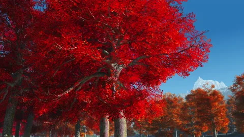 Autumn trees Stock Footage 168094545