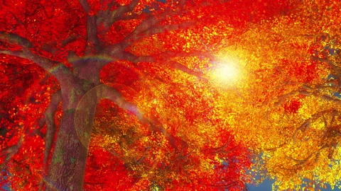 Autumn trees Stock Footage 168094862