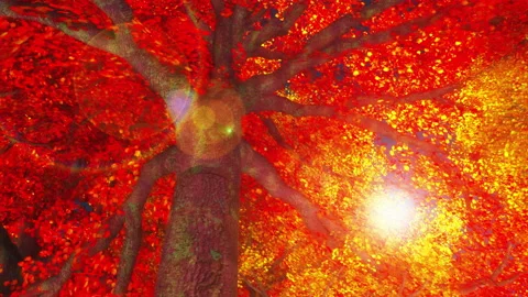 Autumn trees 库存影片 168096573