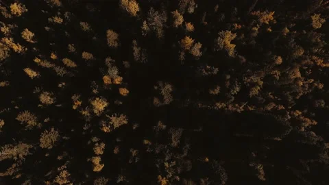 Autumn Trees Stock Footage 170193423