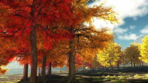 Autumn trees Stock Footage 205591784