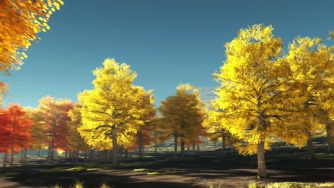 Autumn trees Video stock 205591829