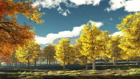 Autumn trees 库存影片 205592142