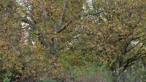 Autumn trees Stock Footage 220217883