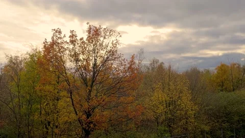 Autumn trees Stock Footage 221540840