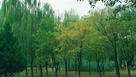 Autumn trees Stock Footage 234053396