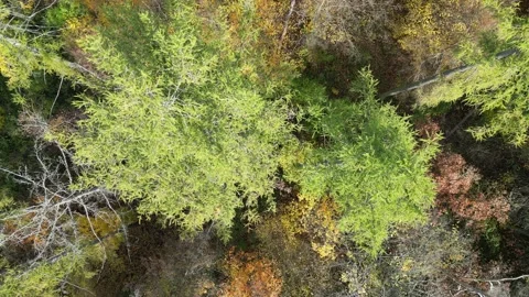 Autumn trees Stock Footage 260303111