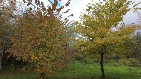 Autumn Trees Stock Footage 285411815