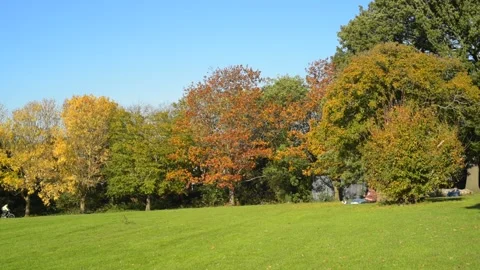 Autumn Trees Stock Footage 289226854
