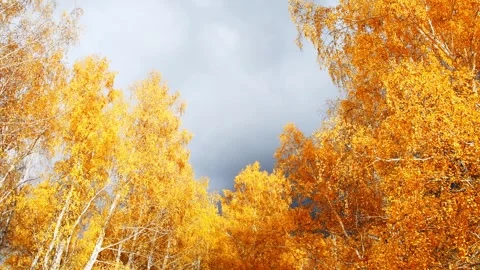 Autumn trees in a forest against the cloudy sky. Video stock 249958657
