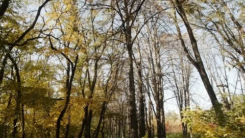 Autumn Trees In The Forest Stock Footage 97239178