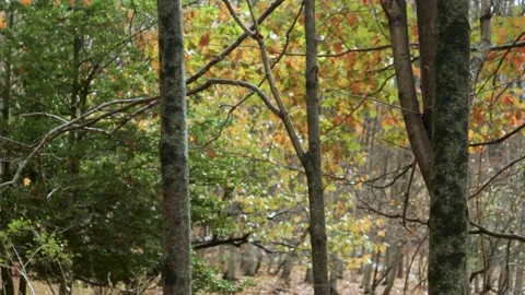 Autumn Trees in Forest Video stock 301573139