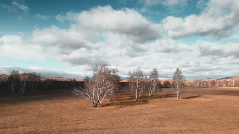 Autumn trees on the forest meadow and the blue sky with clouds. Video stock 219414474