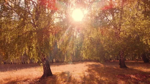 Autumn trees on the forest meadow at sunset. Stock Footage 161297225