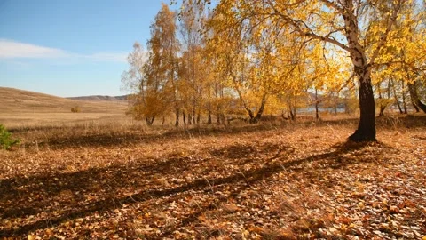 Autumn trees on the forest meadow at sunset. Stock Footage 219217795