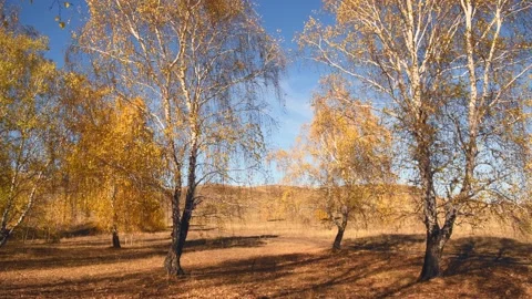 Autumn trees on the forest meadow at sunset. Stock Footage 219217806
