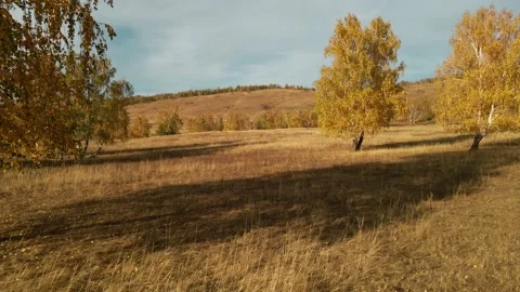 Autumn trees on the forest meadow at sunset. Stock Footage 219319382