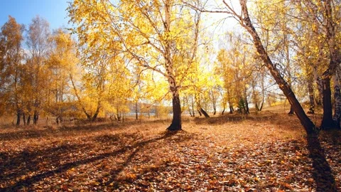 Autumn trees on the forest meadow at sunset. Video stock 249690124