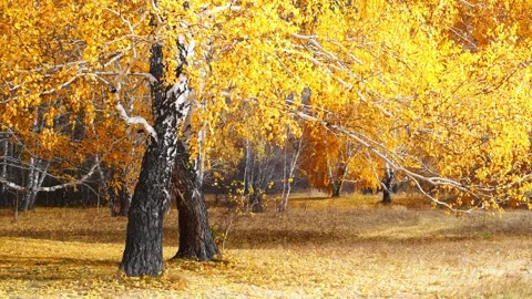 Autumn trees on the forest meadow at sunset. Video stock 249958557