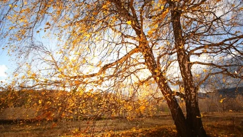 Autumn trees on the forest meadow at sunset. Stock Footage 249958601