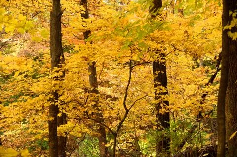 Autumn trees in the forest Stock Photos