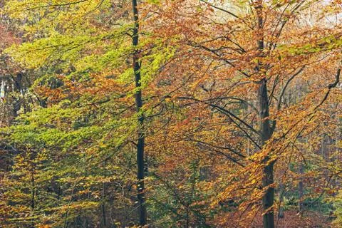 Autumn trees in forest. Stock Photos