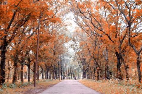 Autumn trees in the forest Stock Photos